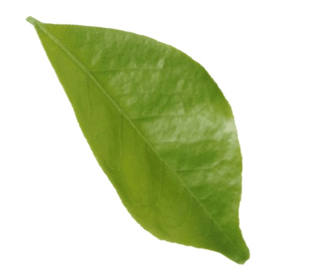 leaf